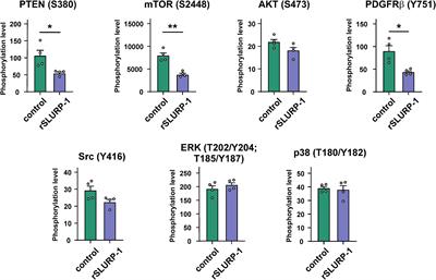 SLURP-1 Controls Growth and Migration of Lung Adenocarcinoma Cells, Forming a Complex With α7-nAChR and PDGFR/EGFR Heterodimer